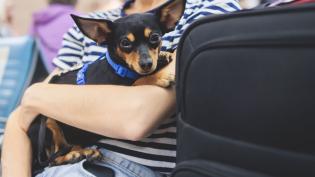 Malý pes sedí v náručí ženy vedle cestovního kufru