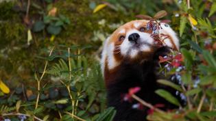 Panda červená v pražské zoo