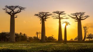Baobaby v Jižní Africe - Cestovinky.cz