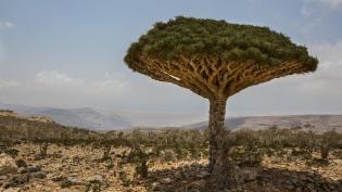 Dracaena draco - Cestovinky.cz
