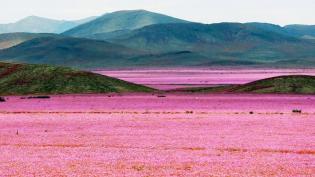 Puna de Atacama - Cestovinky.cz