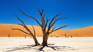 Deadvlei v Namibijské poušti - Cestovinky.cz