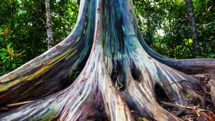 Eucalyptus deglupta  - Cestovinky.cz