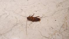 „Po zdech lezli švábi a klima nefungovala.“ Svědectví Češky uvíznuté v Egyptě