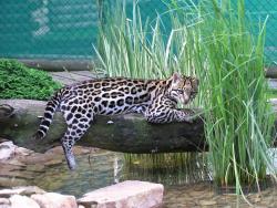 Ocelot