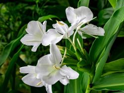 Hedychium coronarium