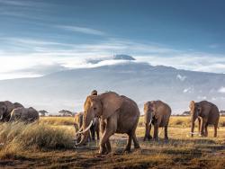 NP Amboseli