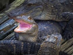 Krokodýl – aligátor