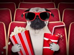 pes v kině