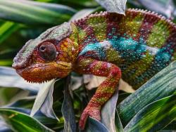 Chameleon – nejbarevnější zvířata světa