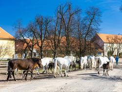 Koně v Kladrubech mají výborné podmínky a dlouhou tradici