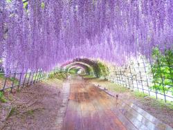 Květinový tunel v zahradách Kawachi Fuji, Japonsko