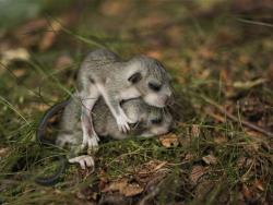 Jizerky fauna