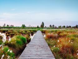 Hautes Fagnes-Eifel