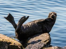 Ladožské jezero – tuleň