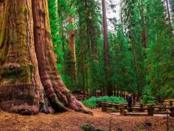 Sequoia 1