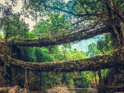 kořenové mosty v Indii