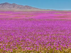 Atacama úvodní