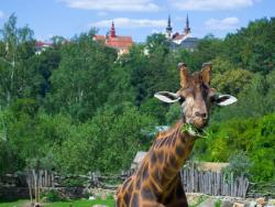 Žirafa v jihlavské zoo