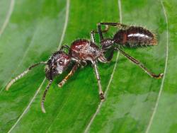 Pohled na mravence z rodu Paraponera clavata