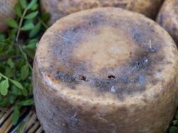 Casu Marzu