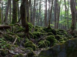 Aokigahara Forest