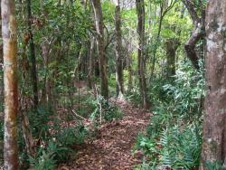 ebenový les Chamarel