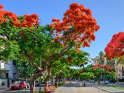 Tel Aviv Rothschild Boulevard