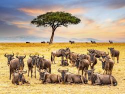 Masai Mara