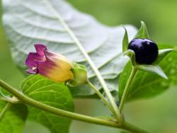 atropa belladonna
