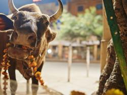 Kráva pohybující se volně po ulici