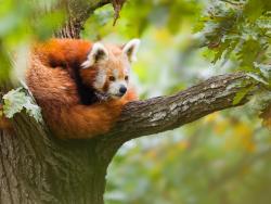 Panda červená stočená do klubíčka na stromě.