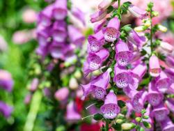 digitalis purpurea