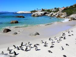 Kolonie tučňáků na písčité pláži