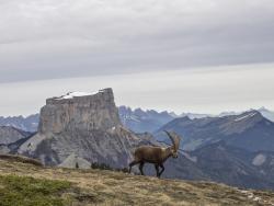 Vercors