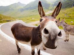 Transfagarasan osel