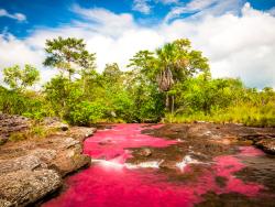 cano cristales úvodní