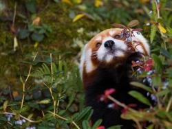 Panda červená v pražské zoo