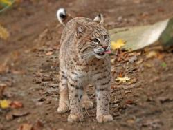 Plzeňská ZOO