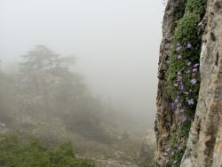 Mlhavé ráno u Baatara Gorge v Libanonu. - Cestovinky.cz