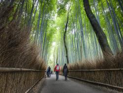 Procházející se lidé v saganském bambusovém lese v Japonsku. - Cestovinky.cz