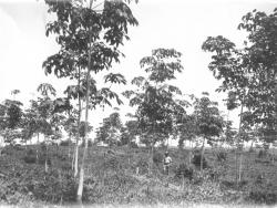 Fordlandia - kaučovník - Cestovinky.cz