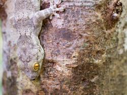 Gekon rodu Uroplatus v rezervaci Ankarana na Madagaskaru - Cestovinky.cz