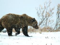 Denali - Medvěd v zimě - Cestovinky.cz