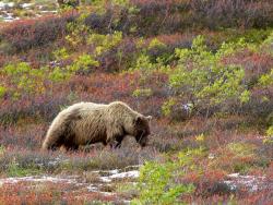 Denali - medvěd na pastvě - Cestovinky.cz