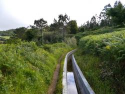 Vavřínový les na ostrově Madeira - leváda - Cestovinky.cz