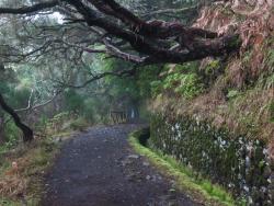 Vavřínový les na ostrově Madeira - magický les - Cestovinky.cz