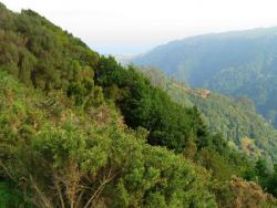 Vavřínový les na ostrově Madeira - zelený les a panorama údolí - Cestovinky.cz