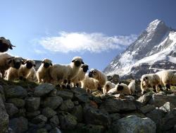 Ovečky u hory Matterhorn ve Švýcarsku. - Cestovinky.cz