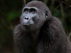 Nádherná gorila nížinná v rezervaci Dja v jihovýchodním Kamerunu - Cestovinky.cz